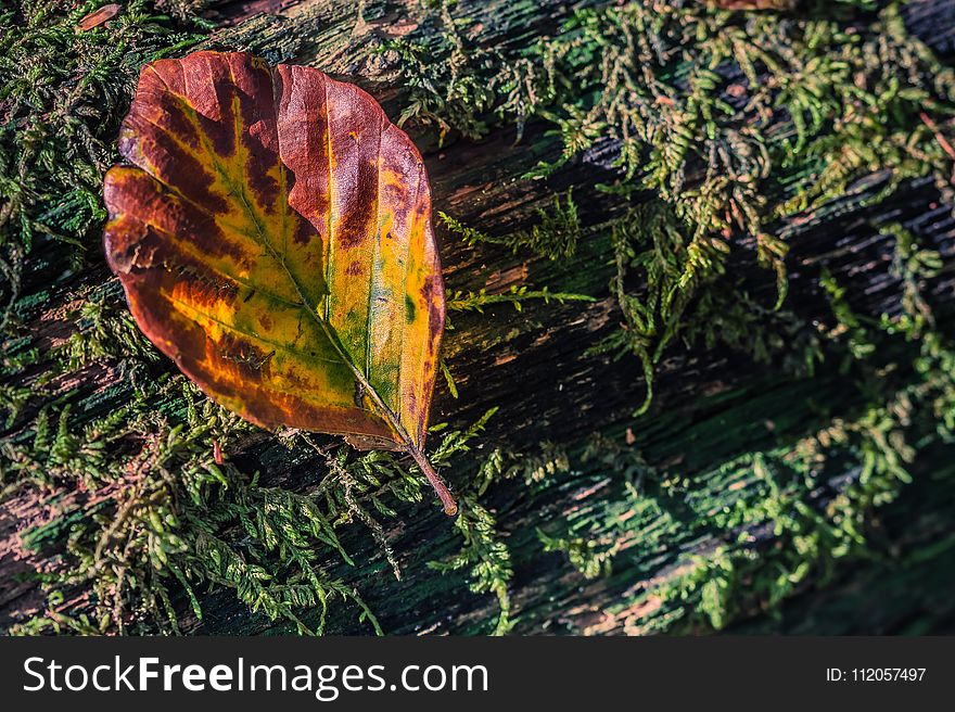 Leaf, Plant, Autumn, Deciduous