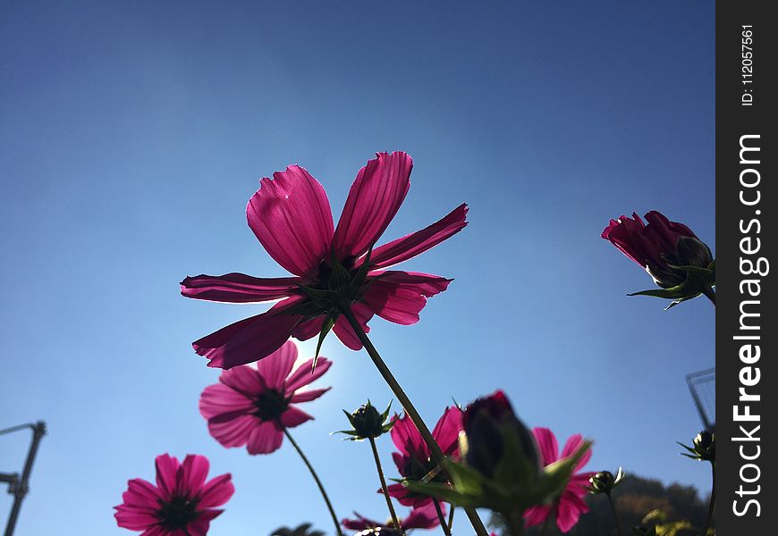 Flower, Sky, Pink, Flora
