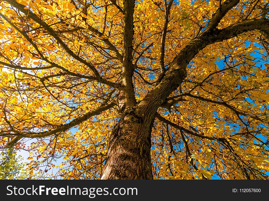 Tree, Nature, Branch, Autumn