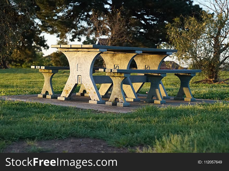 Furniture, Bench, Grass, Tree