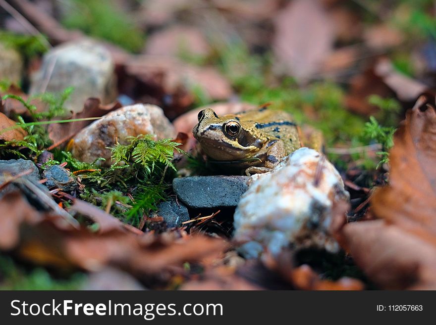 Ecosystem, Amphibian, Fauna, Toad
