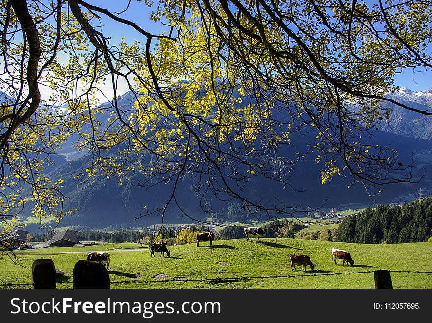 Nature, Tree, Grassland, Leaf