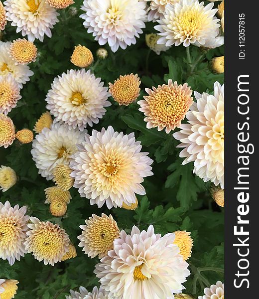 Flower, Plant, Tanacetum Parthenium, Marguerite Daisy