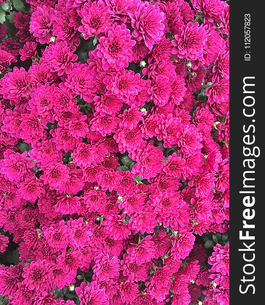 Flower, Pink, Plant, Flowering Plant