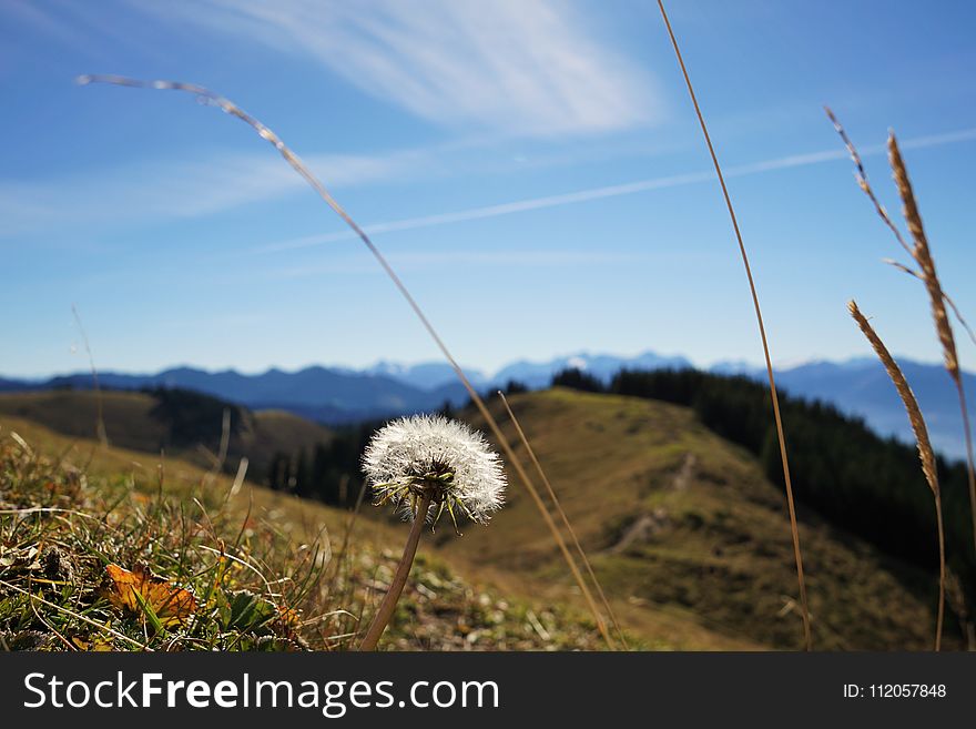 Sky, Ecosystem, Grassland, Grass