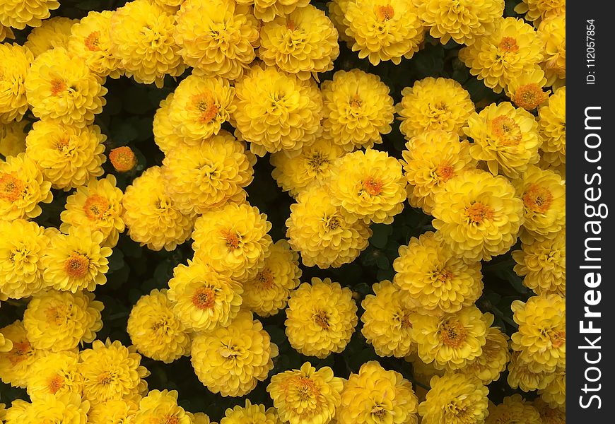 Flower, Yellow, Chrysanths, Annual Plant