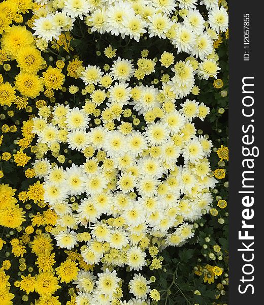 Flower, Flowering Plant, Plant, Yellow