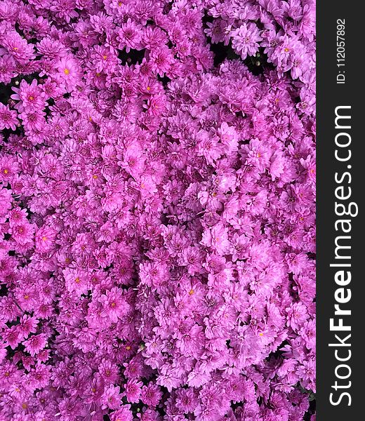 Pink, Flower, Plant, Purple