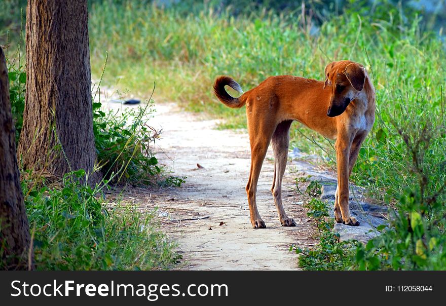 Fauna, Wildlife, Dog Breed, Grass