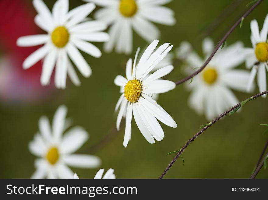 Flower, Oxeye Daisy, Flora, Chamaemelum Nobile