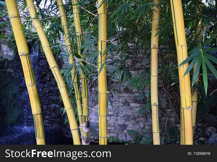 Bamboo, Tree, Plant Stem, Arecales