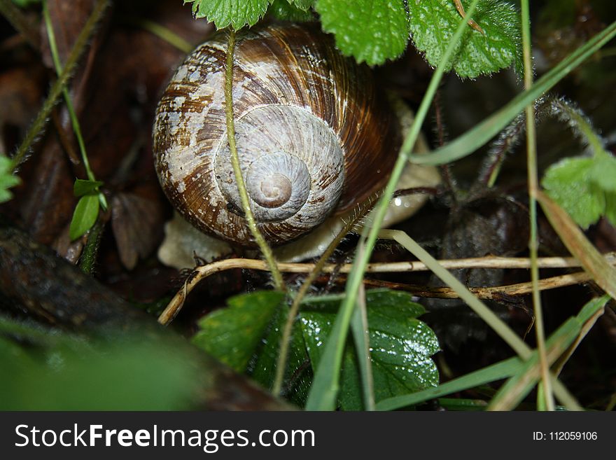 Snail, Snails And Slugs, Terrestrial Animal, Molluscs