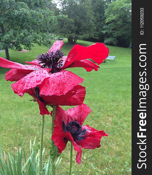 Flower, Plant, Flowering Plant, Pink