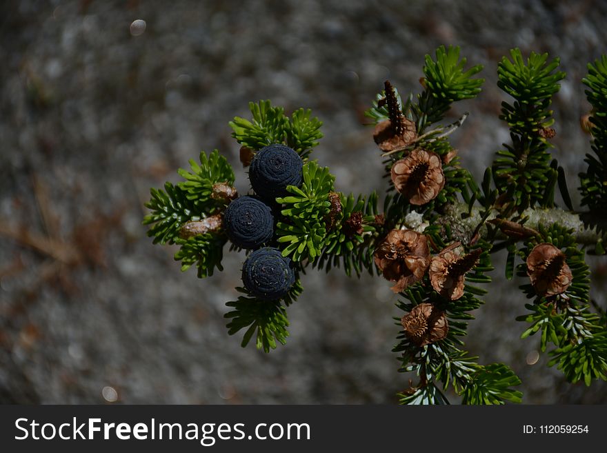Flora, Tree, Pine Family, Conifer