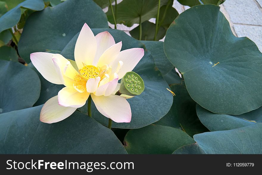 Flower, Plant, Sacred Lotus, Aquatic Plant