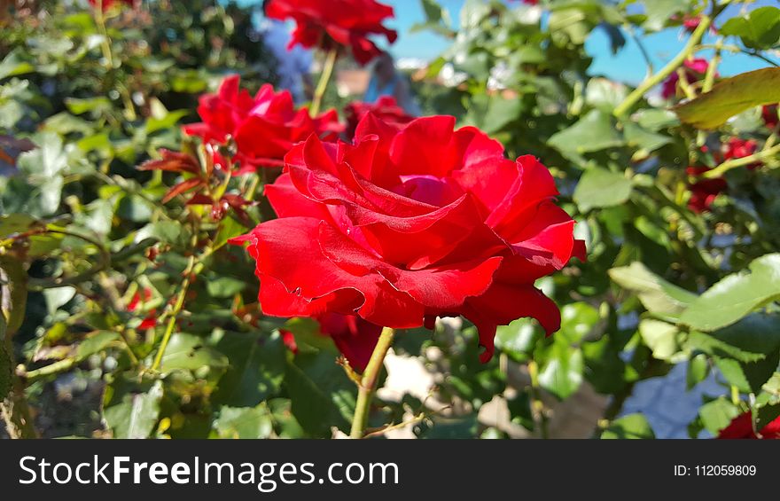 Flower, Rose, Rose Family, Flowering Plant