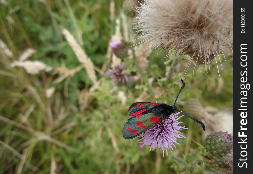 Butterfly, Insect, Moths And Butterflies, Flora