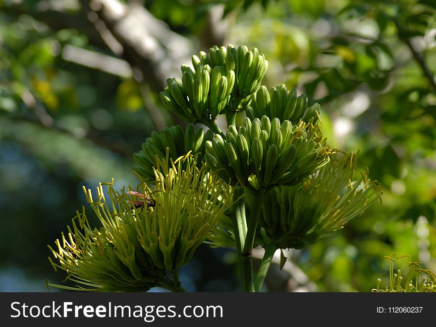 Flora, Plant, Vegetation, Tree