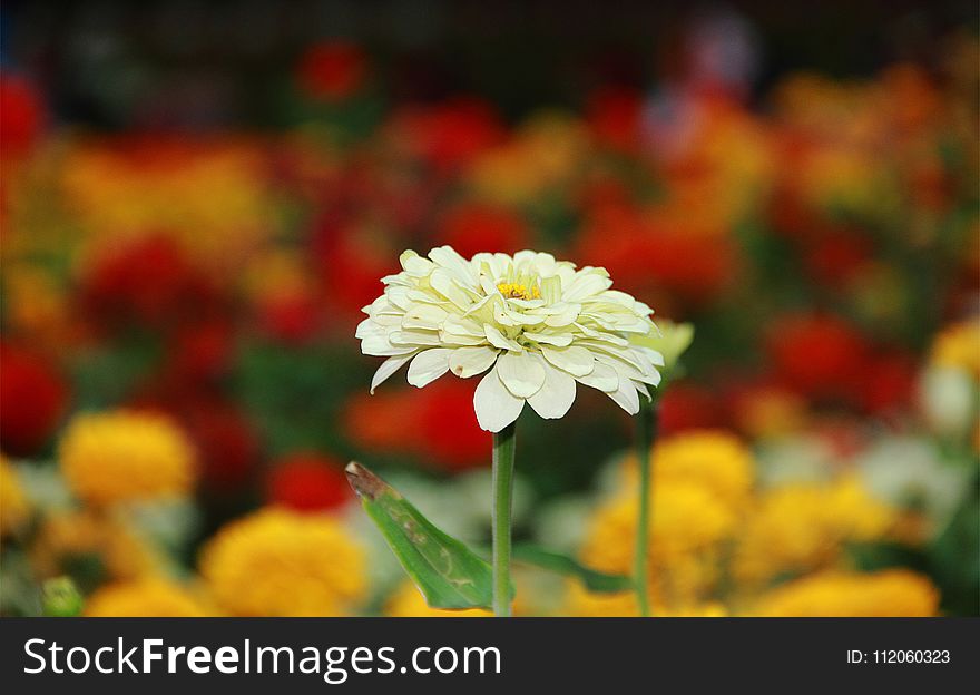 Flower, Yellow, Flora, Spring