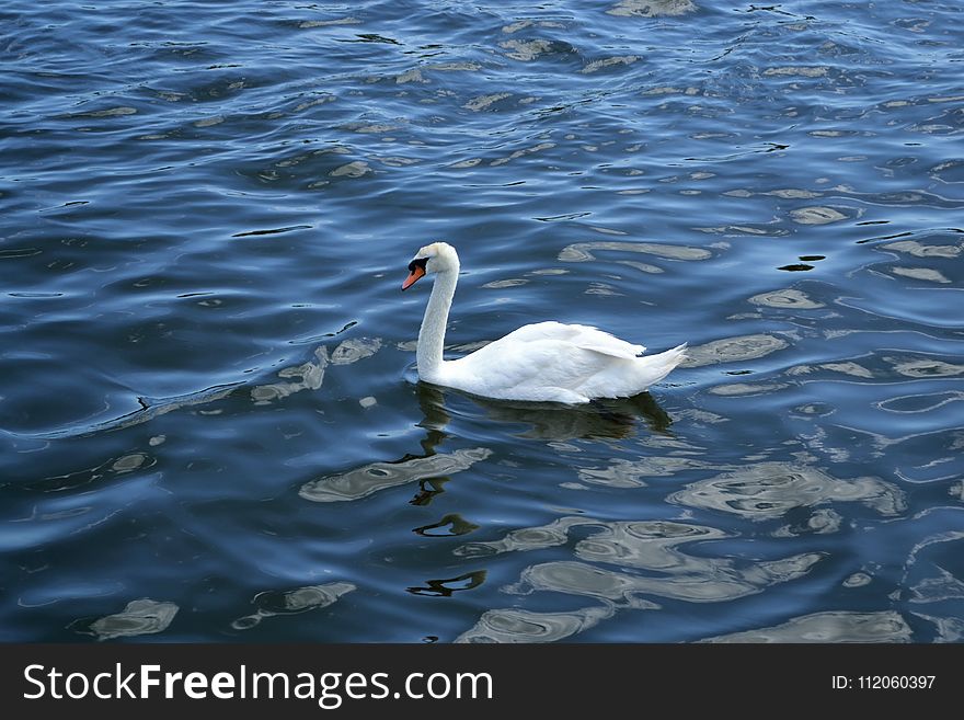 Swan, Water Bird, Bird, Water