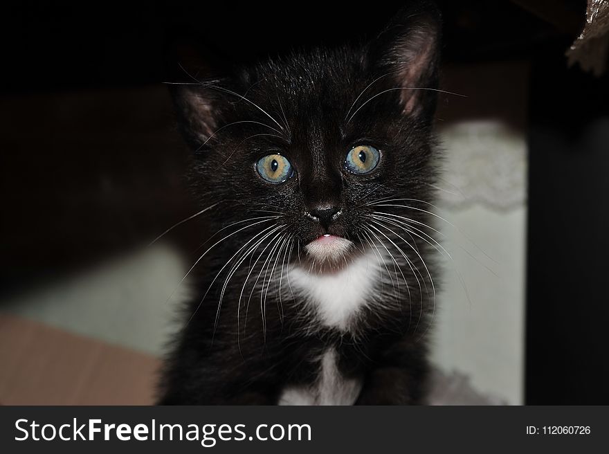 Cat, Whiskers, Black, Fauna