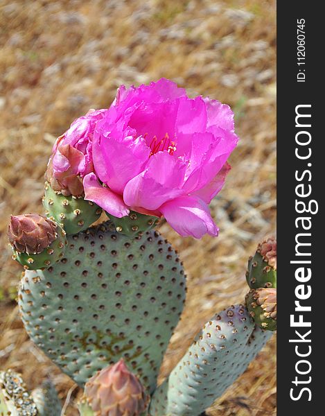 Flowering Plant, Plant, Pink, Cactus