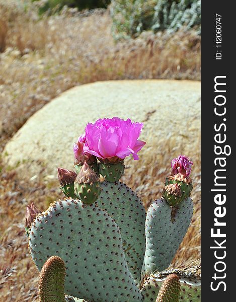 Plant, Flowering Plant, Cactus, Vegetation