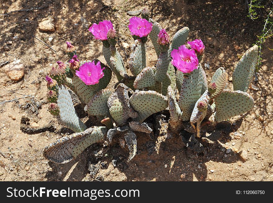 Plant, Flowering Plant, Cactus, Flora