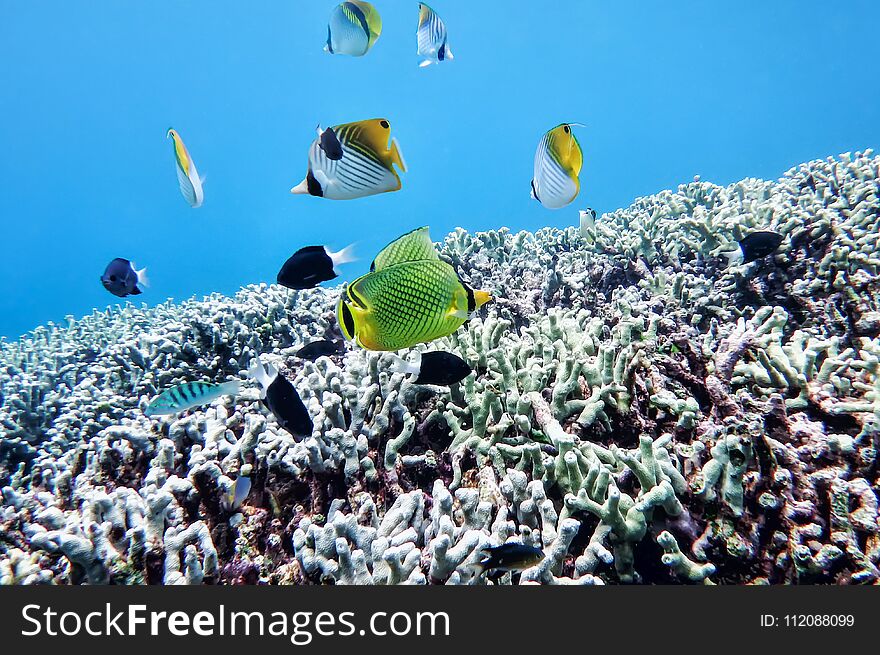 Underwater world of the South China Sea, butterfly fish, pomatsentrovye, in corals, at the bottom of the sea