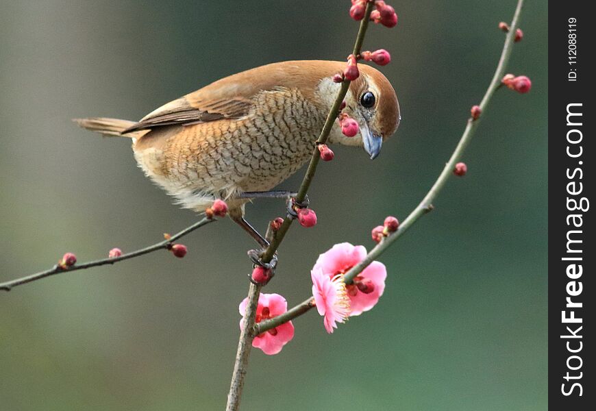 Spring flowers and birds, Bull-headed Shrike and cherry blossoms 2018.03.06. Hangzhou, China