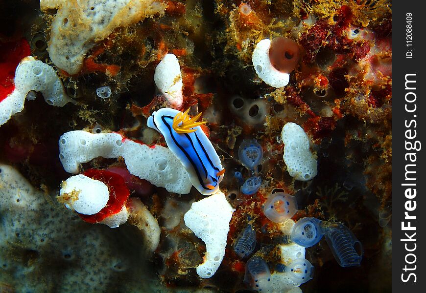 The amazing and mysterious underwater world of the Philippines, Luzon Island, Anilаo, true sea slug