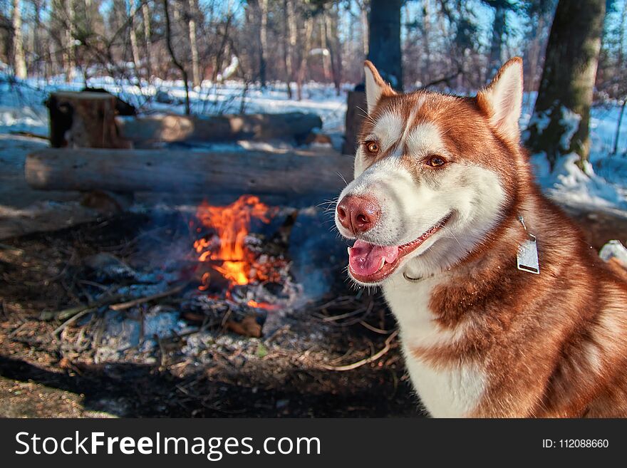 Red Siberian Husky Sitting By The Campfire In Winter Forest In Sunny Frosty Day. Dog Smiles And Looks At Camera.