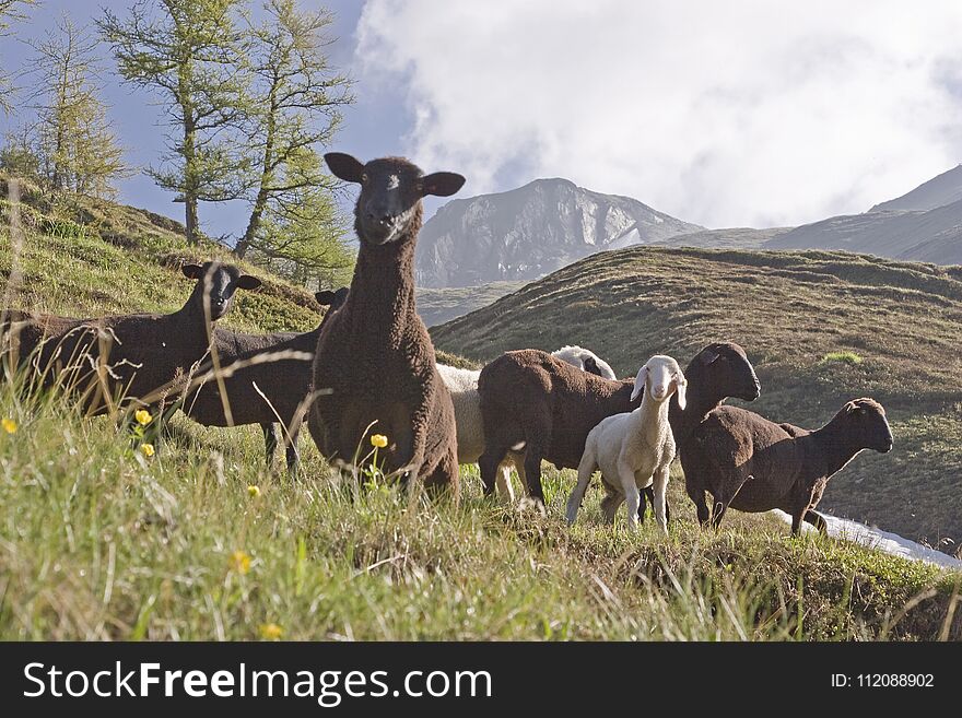 A herd of black sheep grazes in summer on the mountain meadows of the Pfitscher valley in the Zillertal Alps. A herd of black sheep grazes in summer on the mountain meadows of the Pfitscher valley in the Zillertal Alps