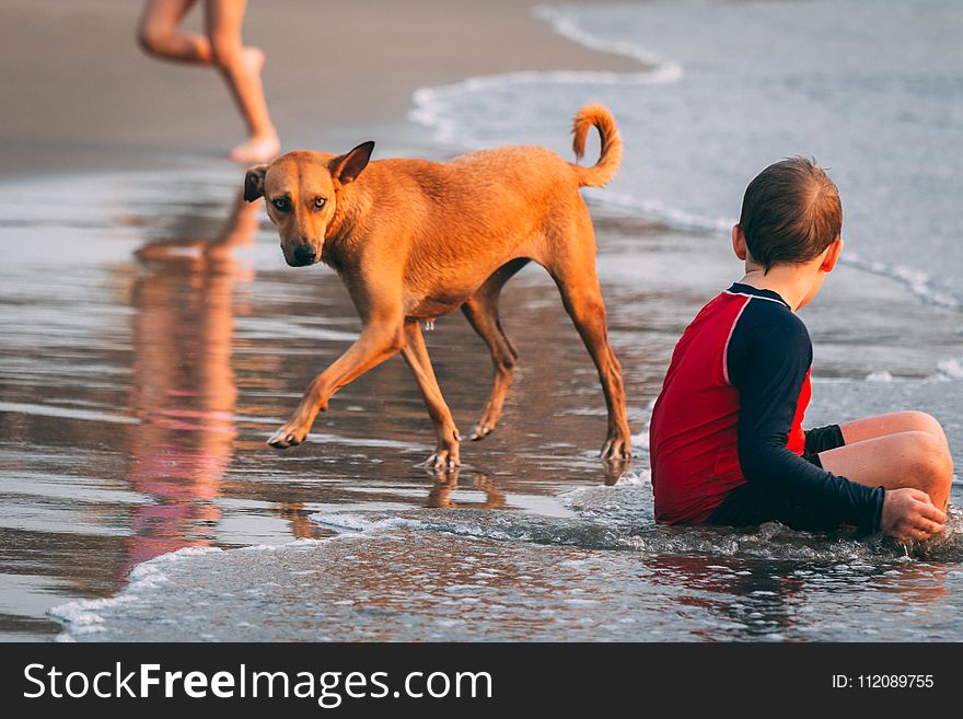 Boy Sitting on Seashore Beside Brown Dog at Day Time