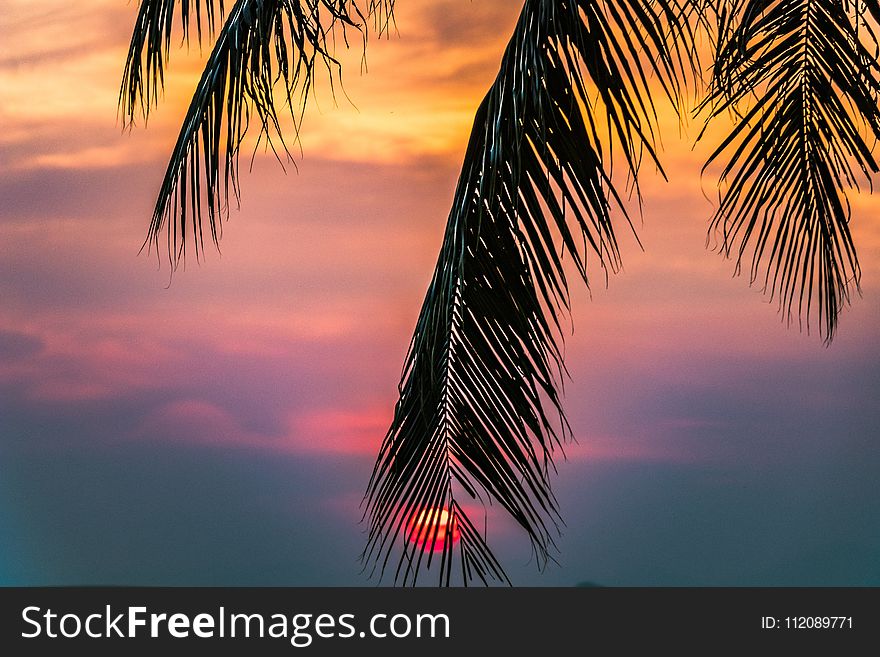 Sun Covered With Coconut Tree during Sunrise