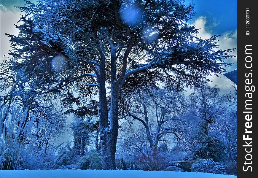 Low Angle Photography Of Trees Covered With Snow