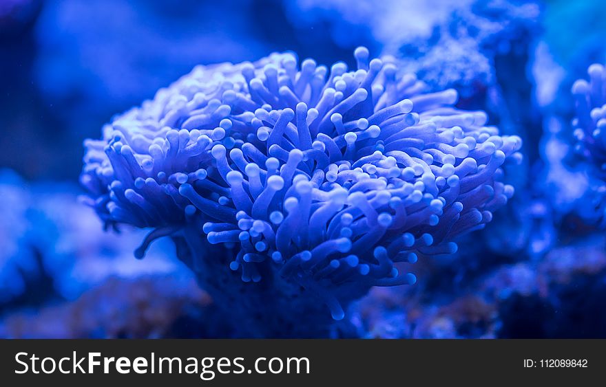 Blue Sea Anemone