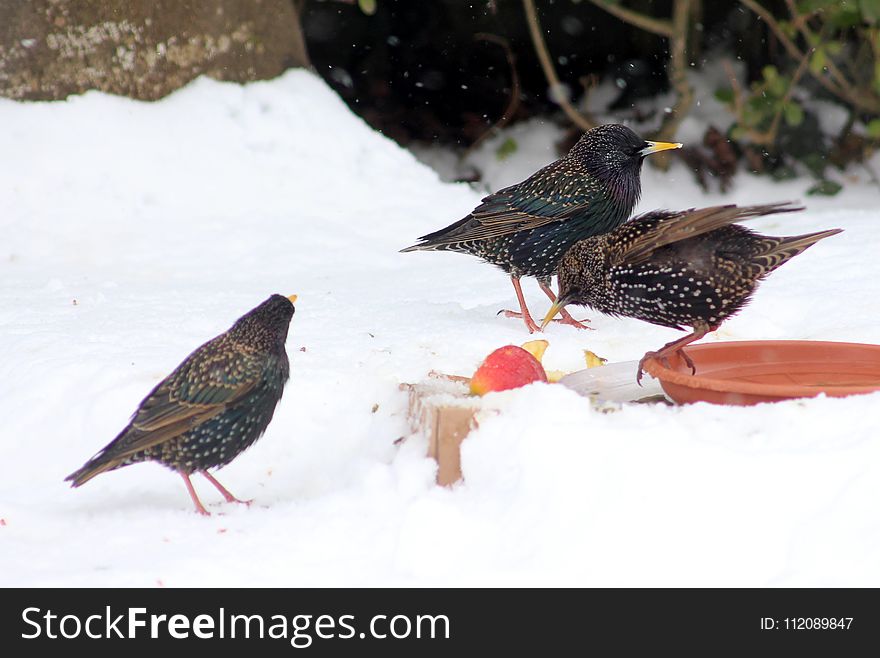 Three Birds On The Ground Surrounded By Snow