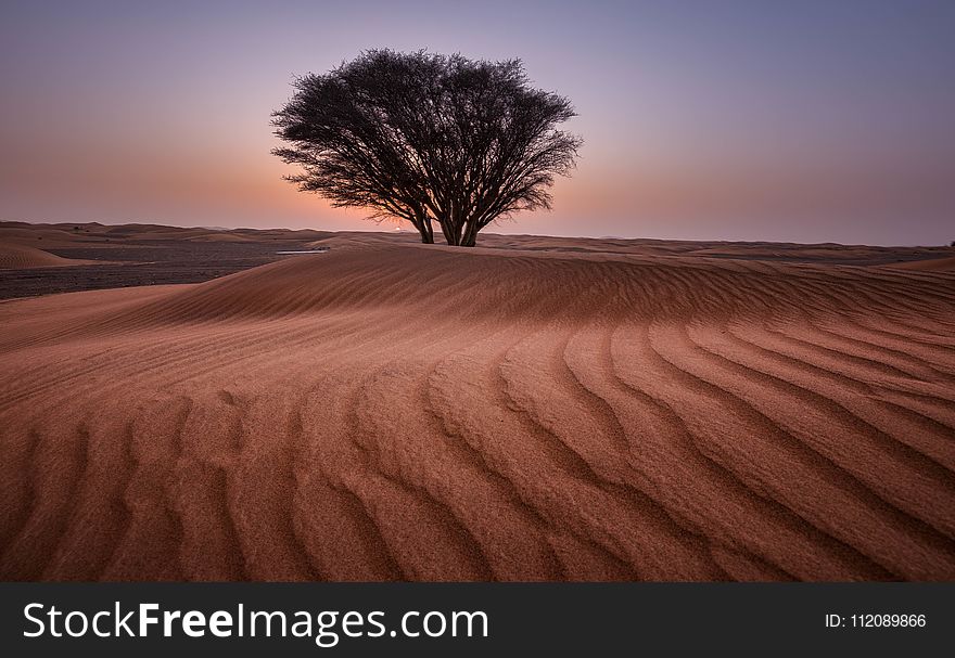 Green Tree in the Middle of Desert