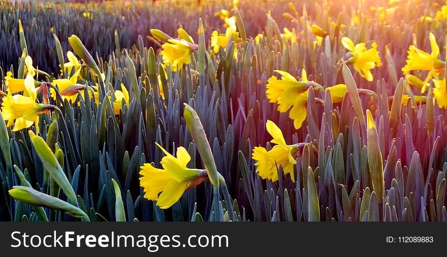 Landscape Photography of Field Covered With Yellow Flowers