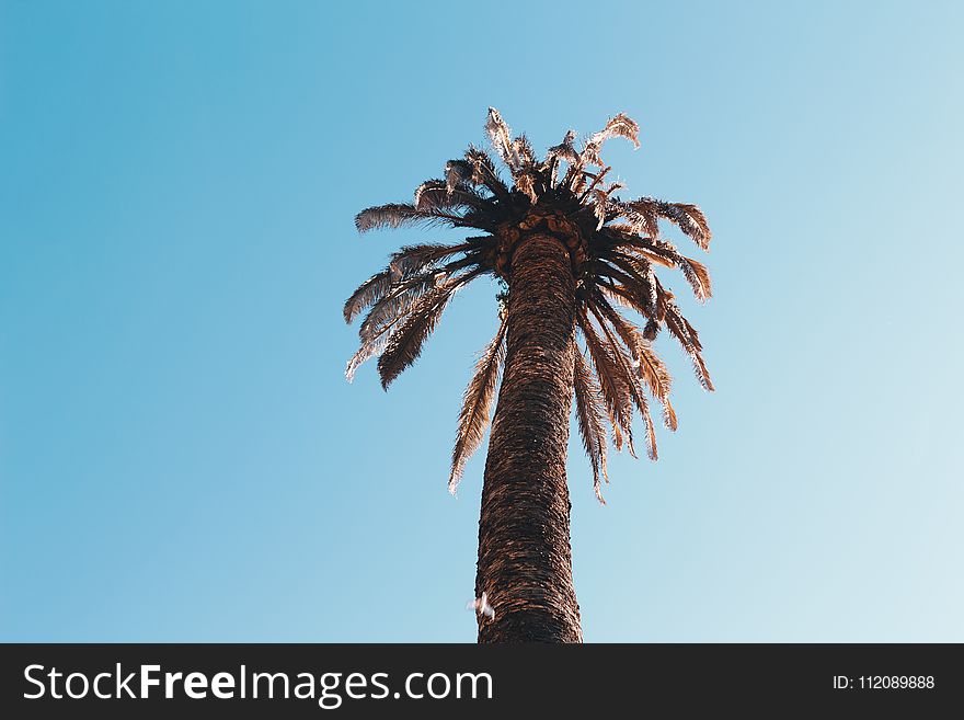 Low Angle Photography Of Sago Palm