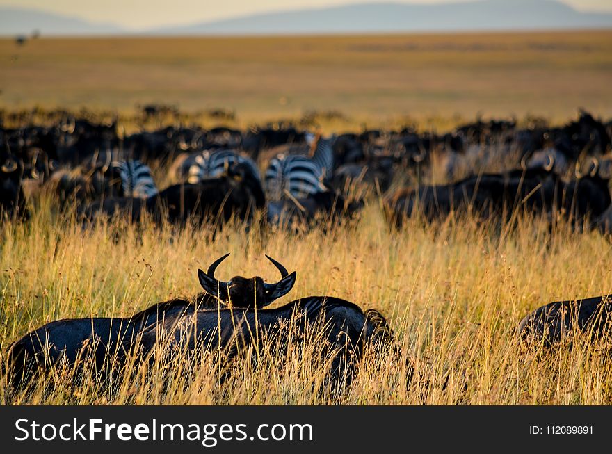 Herd of Zebra on Grass Field