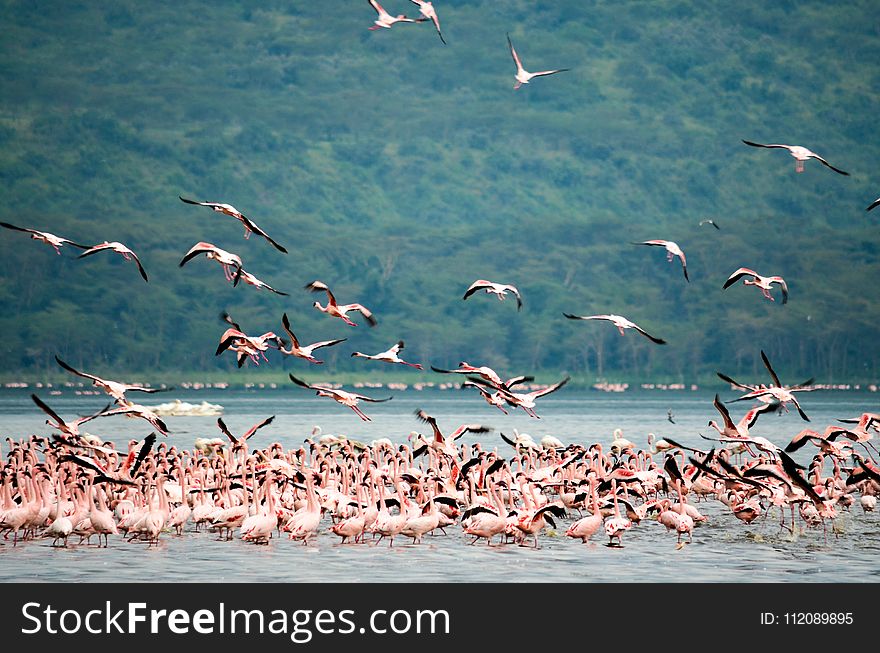 Flock of Flamingo Standing on Body of Water over Viewing Trees