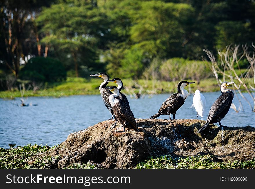 Black And White Birds Near Body Of Water At Daytime