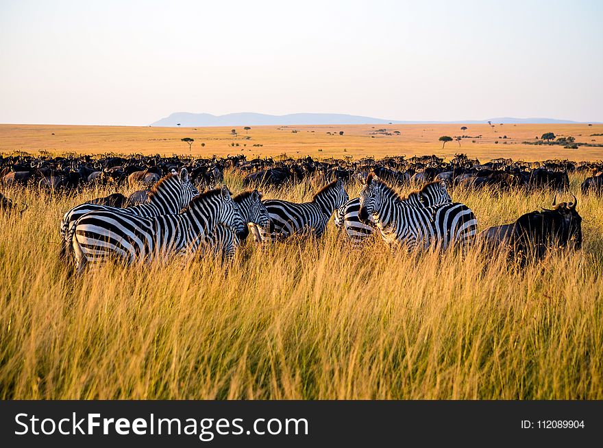 Zebra Eating Grass