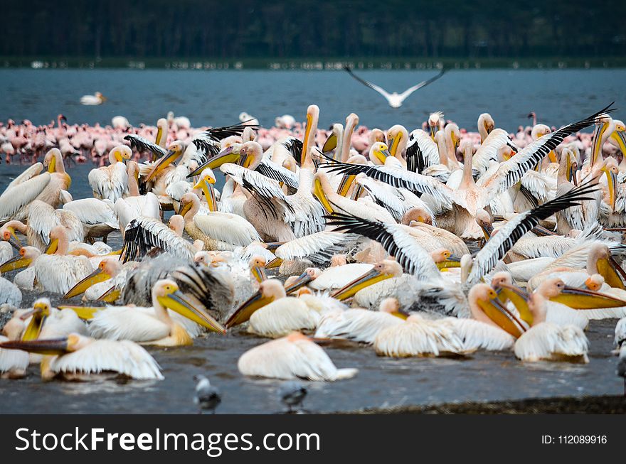 White, Black, and Yellow Birds