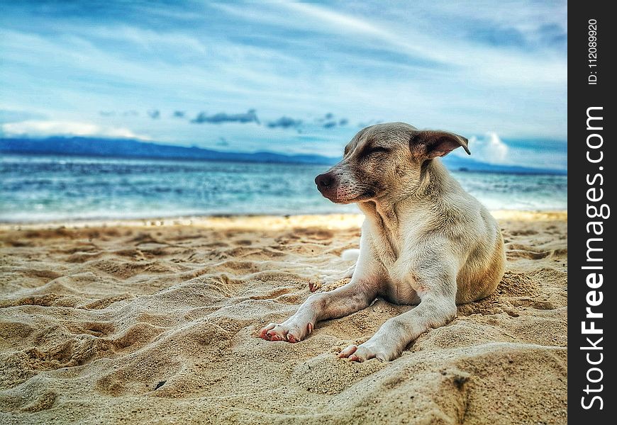 Dog Lying on Beach