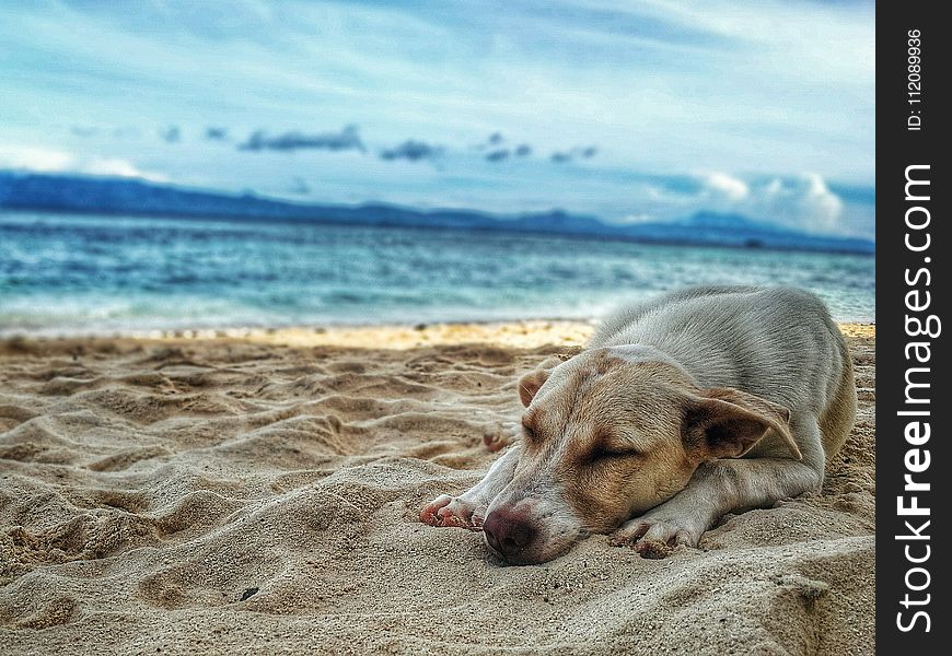 Dark Yellow Labrador Retriever Lying on the Sea Shore