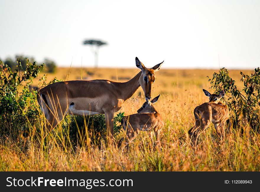 Three Brown Deers