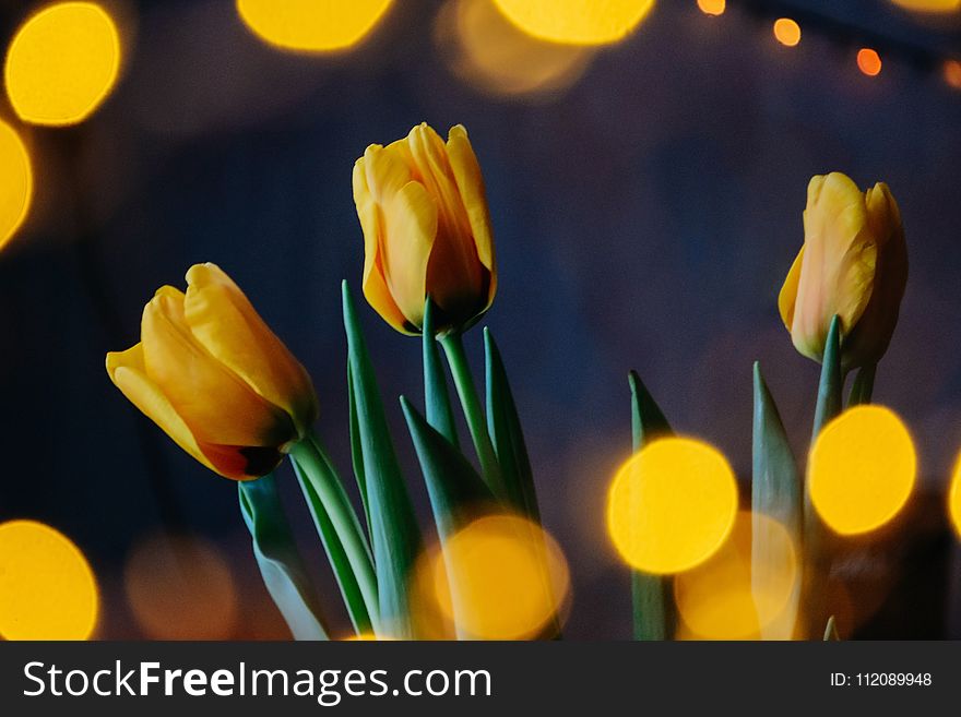 Macro Photography Of Yellow Flowers